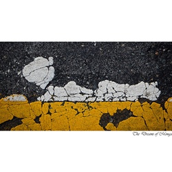 dailyPhoto6
